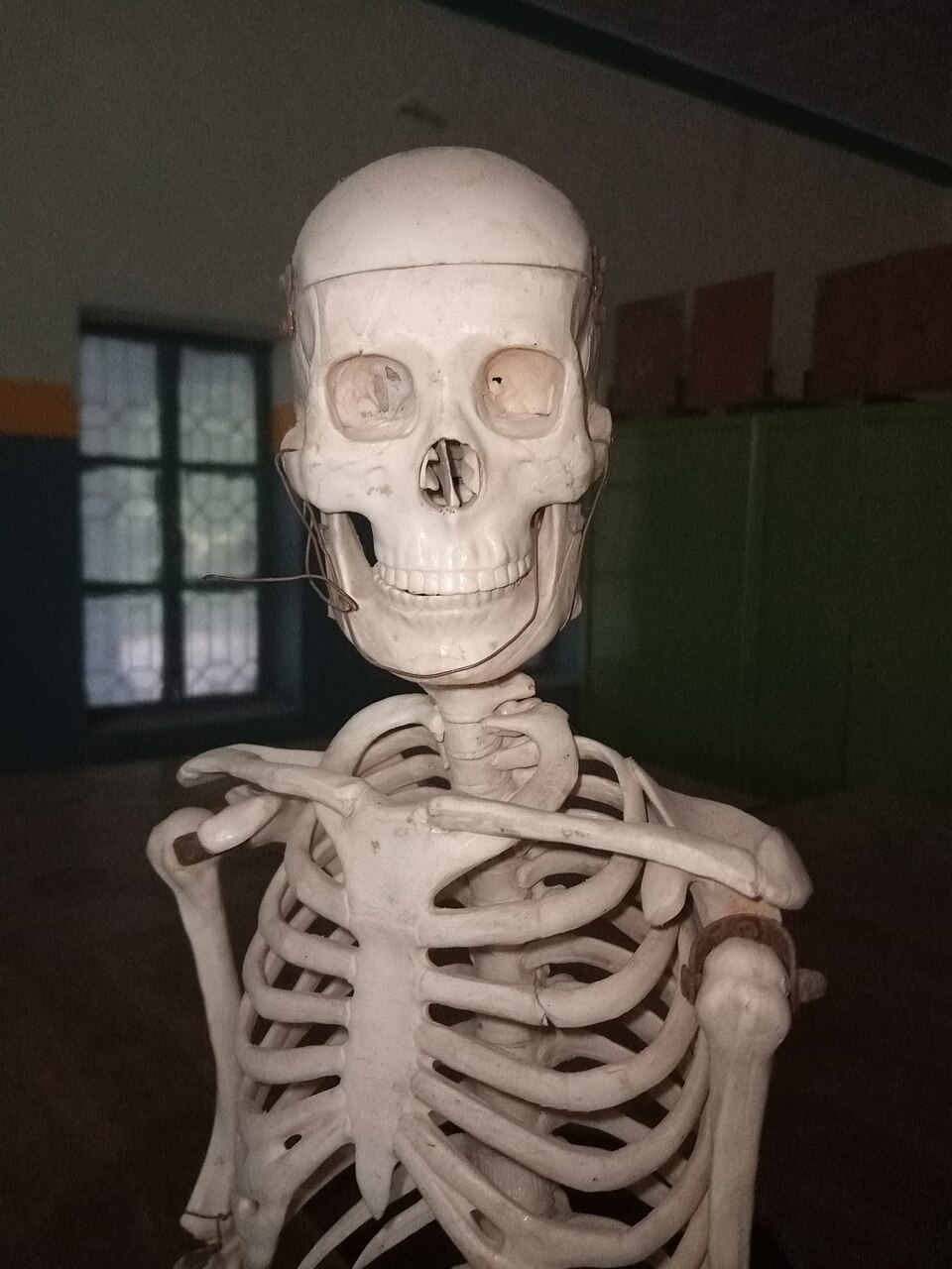 骨骼真实图片